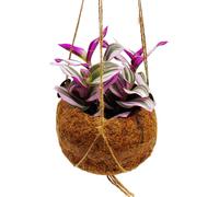 Kokodama - Tradescantia "Nanouk" - Fleur à trois maîtres - Sorcière aquatique - en pot Kokodama à suspendre - ca. 13cm