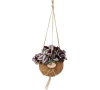 Kokodama - Tradescantia zebrina en pot Kokodama à suspendre - Fleur à trois maîtres - env. 15cm