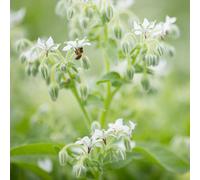 Kokopelli Bourrache Blanche Bio - 50 Graines