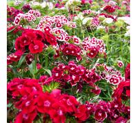 Kokopelli Œillet de Poète Bio "Electron" - 200 Graines