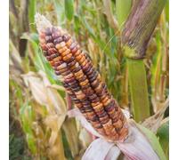 Kokopelli Maïs Doux en Mélange de Couleurs "Arc En Ciel Inca" Bio - 30 g