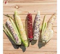 Kokopelli Maïs Doux en Mélange de Couleurs "Sweet Painted Hills" Bio - 30 g