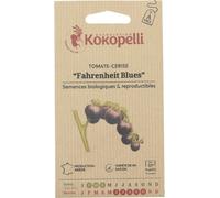 Kokopelli Tomate-Cerise Indigo Mi-Saison "Fahrenheit Blues" Bio - 35 Graines