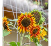 Kokopelli Tournesol à Fleurs "Supreme Mix" Bio - 50 Graines