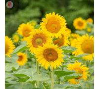 Kokopelli Tournesol à Graines "Rostov" Bio - 50 Graines