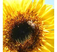 Kokopelli Tournesol (Engrais Verts) Bio - 40 g