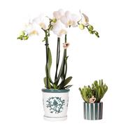 Kolibri Amabilis Orchidées blanches dans un pot Malaga et succulente dans un pot à rayures peintes Vert Taille du pot Ø 9 cm & Ø 6 cm Plante d'intérieur fleurie Fraîche de l'éleveur
