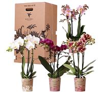 Kolibri Boîte surprise pour orchids - Boîte de conservation pour plantes - Boîte surprise avec 4 orchidées différentes - Fraîcheur de l'éleveur
