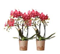 Kolibri Combi Deal Lot de 2 orchidées Phalaenopsis rouges - Congo - Taille du pot Ø 9 cm - Plante d'intérieur - Fraîcheur du cultivateur