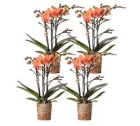 Kolibri Combi Deal Lot de 4 orchidées Phalaenopsis orchidées - Bolzano - Taille du pot Ø 9 cm - Plante d'intérieur - Fraîcheur du cultivateur