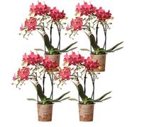Kolibri Combi Deal Lot de 4 orchidées Phalaenopsis rouges - Congo - Taille du pot Ø 9 cm - Plante d'intérieur - Fraîcheur du cultivateur