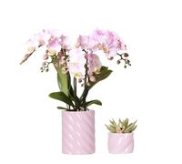 Kolibri Company Candy Kit de plantes pour la Saint-Valentin Orchidée Phalaenopsis Portugal et plantes grasses avec pots décoratifs en céramique