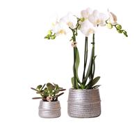 Kolibri Company - Ensemble de plantes Groove argent | Ensemble avec orchidée Phalaenopsis blanche Amabilis 9cm et succulente verte Crassula Ovata 6cm | y compris des pots décoratifs en céramique argen