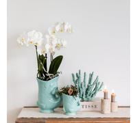 Kolibri Company Fish Kit de plantes turquoise | Kit avec orchidée Phalaenopsis Amabilis blanche Ø 9 cm et succulente verte Crassula Hobbit Ø 6 cm | Avec pots décoratifs en céramique turquoise