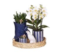 Kolibri Company Kit de plantes Mediterranean Sunset | Phalaenopsis Orchidée Lausanne et plantes succulentes avec pots décoratifs en céramique