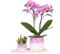 Kolibri Company Kit de plantes pour la Saint-Valentin « Gradience Pink » | Orchidée Phalaenopsis rose Andorre et plantes grasses avec pots décoratifs en céramique