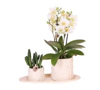 Kolibri Company | Kit de plantes Star Fish petit | Blanc Phalaenopsis Orchidée Lausanne et Succulent avec pots décoratifs en céramique sur plateau bio blanc