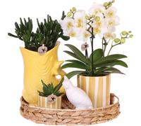 Kolibri Company Set cadeau Mediterranean Sunset avec orchidée Phalaenopsis blanche Lausanne et plantes succulentes, pots en céramique inclus