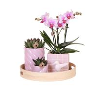 Kolibri Company Set cadeau Optimisme coloré avec orchidée Phalaenopsis rose et plantes succulentes, y compris pots décoratifs en céramique