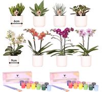 Kolibri Creatives | Kit de peinture pour peindre 8 pots de fleurs + orchidées et succulentes | Pour au moins 4 personnes | Visionnaire créatif