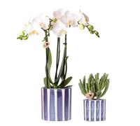 Kolibri Ensemble d'orchidées Phalaenopsis Amabilis et plantes succulentes Crassula Hobbit dans un pot à rayures peintes bleues - Taille du pot : Ø 9 cm + Ø 6 cm - Plante d'intérieur fleurie - Fraîche