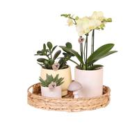 Kolibri Grand coffret cadeau de Pâques avec orchidée phalaenopsis jaune dans des pots jaunes Simplicity sur un plateau en bambou