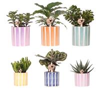 Kolibri Greens | mélange de plantes succulentes + plantes ornementales à bandes peintes - taille des pots Ø9cm & Ø6cm | plantes d'intérieur à fleurs - fraîches du producteur