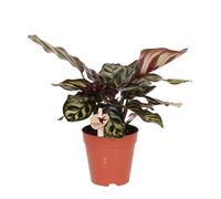 Kolibri Greens Plante verte, Calathea Makoyana, plante d'intérieur verte, fraîche de l'éleveur, Ø 9 cm