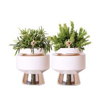 Kolibri Greens | Rhipsalis Set de 2 plantes dans des pots décoratifs Le Chic argentés - taille des pots en céramique Ø9cm
