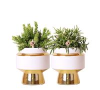 Kolibri Greens | Set de 2 succulentes dans des pots en céramique dorés Le Chic Ø9cm pour votre intérieur