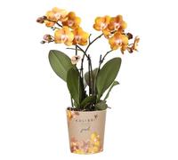 Kolibri Juwel Las Vegas Pot à orchidées Orange doré Ø 12 cm