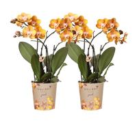 Kolibri Las Vegas Lot de 2 orchidées Phalaenopsis - Taille du pot Ø 12 cm - Plante d'intérieur à fleurs - Fraîche de l'éleveur