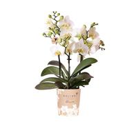 Kolibri Lausanne - Orchidée Phalaenopsis blanche - Diamètre du pot : 9 cm - Plante d'intérieur à fleurs - Fraîche du producteur