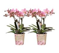 Kolibri Lot de 2 orchidées Phalaenopsis vieux rose - Trévise - Taille du pot Ø 12 cm - Plante d'intérieur à fleurs - Fraîche de l'éleveur