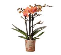 Kolibri Mineral Bolzano Orchidée Phalaenopsis orchidée - Taille du pot Ø 9 cm | Plante en pot fleurie - Fraîcheur du cultivateur