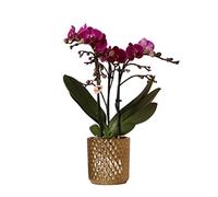 Kolibri Morelia Orchidée Phalaenopsis violette, pot décoratif diamant doré, taille du pot Ø 9 cm à 35 cm de haut, plante d'intérieur fleurie fraîche du cultivateur
