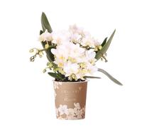 Kolibri Nazaré Orchidée Phalaenopsis blanche, taille du pot de 9 cm de diamètre, plante d'intérieur à fleurs, fraîche du cultivateur