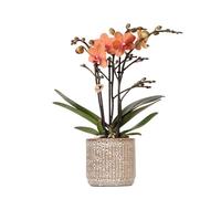 Kolibri Orange Phalaenopsis Orchidée - Mineral Bolzano + pot Jaguar - Taille du pot Ø 9 cm - Plante d'intérieur à fleurs - Fraîcheur de l'éleveur