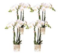 Kolibri Orchidées | COMBI DEAL de 4 orchidées blanches Phalaenopsis - Amabilis - taille du pot Ø9cm | plante d'intérieur à fleurs - fraîche du producteur