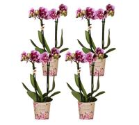 Kolibri Orchidées | COMBI DEAL de 4 orchidées phalaenopsis violettes roses - Salvador - taille du pot Ø9cm | plante d'intérieur fleurie - fraîche du producteur