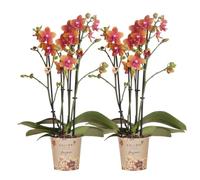 Kolibri Orchidées I Combo de 2 orchidées Phalaenopsis parfumées oranges - Taille du pot Ø 12 cm | Plante d'intérieur fleurie - Fraîche de l'éleveur