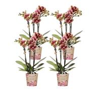 Kolibri Orchidées | Offre combinée avec 4 orchidées phalaenopsis jaunes et rouges - Espagne - Taille du pot Ø 9 cm | Plante d'intérieur à fleurs - Fraîche de l'éleveur