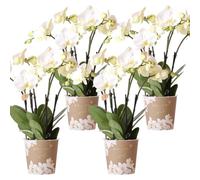 Kolibri Orchidées | Offre combinée de 4 orchidées blanches - Ghent - Taille du pot Ø 12 cm | Plante d'intérieur à fleurs - Fraîcheur du cultivateur