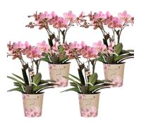 Kolibri Orchidées | Offre combinée de 4 orchidées Phalaenopsis, Trévise, taille du pot Ø 12 cm, plante d'intérieur fleurie - Fraîche de l'éleveur