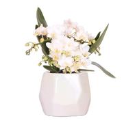 Kolibri Orchidées | Orchidée blanche 'Nazaré' + Perle pot décoratif Travertine - Taille du pot Ø9cm | Plante d'intérieur fleurie - Frais du cultivateur