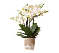 Kolibri Orchidées | Orchidée Phalaenopsis blanche - Lausanne - taille du pot Ø12cm | plante d'intérieur à fleurs - fraîche du producteur