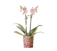 Kolibri Orchidées - Orchidée Phalaenopsis orange - Spider - Taille du pot Ø 9 cm - Plante d'intérieur à fleurs - Fraîche du producteur
