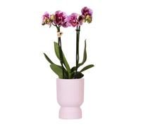 KOLIBRI Orchidées,Orchidée Phalaenopsis rose et violet - Salvador + diabolo rose - Diamètre du pot : 9 cm,Plante d'intérieur à fleurs - Fraîcheur du producteur