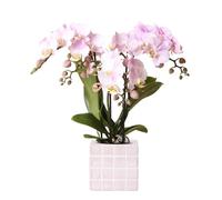 Kolibri Orchidées | orchidée phalaenopsis rose Portugal + Mosa pot décoratif rose - taille pot Ø9cm | plante d'intérieur fleurie - frais du cultivateur