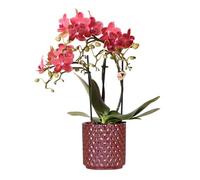 Kolibri Orchidées | Orchidée Phalaenopsis rouge Congo + Pearl Pot rouge - Taille du pot Ø9cm | Plante d'intérieur à fleurs - Frais du cultivateur